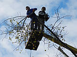 Видалення дерева в Києві та Хмари., фото 10
