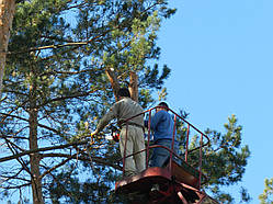 Спілювання дерев частинами за допомогою автовишки