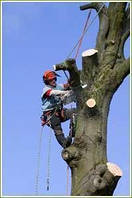Спілювання дерев за допомогою відтяжки лебідкою
