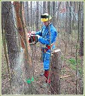 Спілювання дерев цілком за допомогою природного нахилу