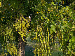 Софора японська 2 річна, Софора японська, Styphnolobium japonicum, фото 2