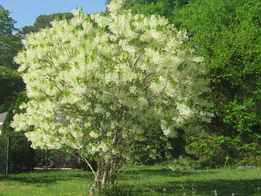 Софора японська 2 річна, Софора японська, Styphnolobium japonicum, фото 2