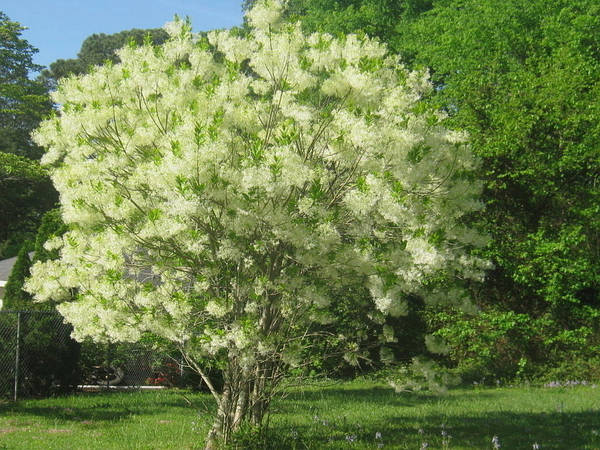 Софора японська 2 річна, Софора японська, Styphnolobium japonicum