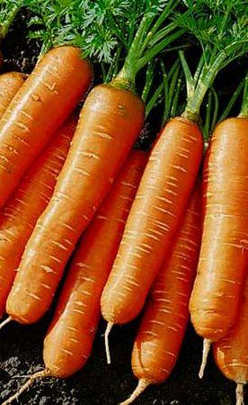 Насіння Моркви Артек. 15г. Зiп-пакет.Рання., фото 1