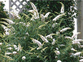 Будлея Давида White Profusion 2 річна, Будлея Давида Вайт Профьюжн, Buddleja davidii White Profusion, фото 3