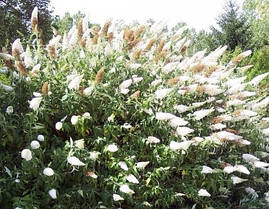 Будлея Давида White Profusion 2 річна, Будлея Давида Вайт Профьюжн, Buddleja davidii White Profusion, фото 4