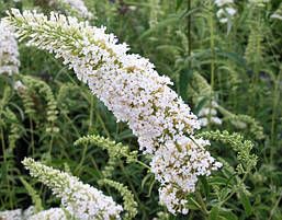 Будлея Давида White Profusion 2 річна, Будлея Давида Вайт Профьюжн, Buddleja davidii White Profusion, фото 5