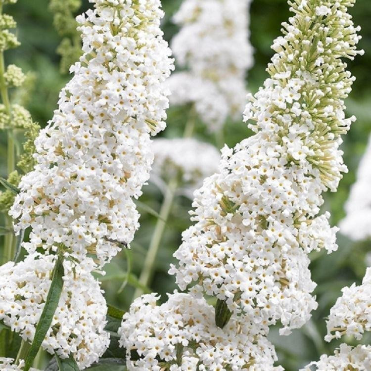 Будлея Давида White Profusion 2 річна, Будлея Давида Вайт Профьюжн, Buddleja davidii White Profusion