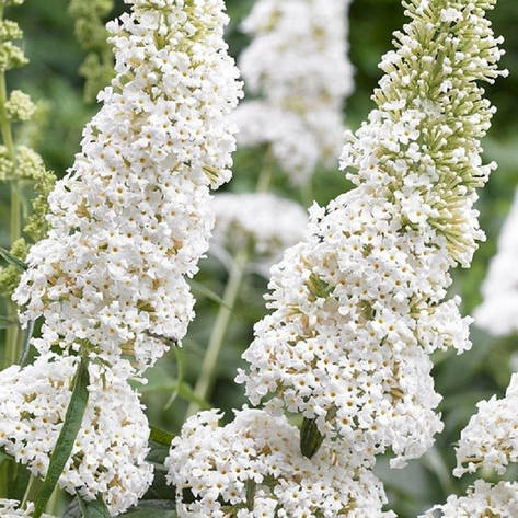 Будлея Давида White Profusion 2 річна, Будлея Давида Вайт Профьюжн, Buddleja davidii White Profusion, фото 1