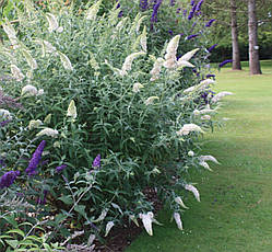 Будлея Давида White Profusion 2 річна, Будлея Давида Вайт Профьюжн, Buddleja davidii White Profusion, фото 6