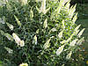 Будлея Давида White Profusion 2 річна, Будлея Давида Вайт Профьюжн, Buddleja davidii White Profusion, фото 7