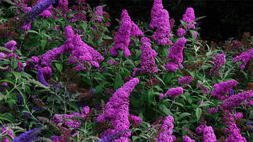 Будлея Давида фіолетова 3 річна, Будлея Давида фиолетовая, Buddleja davidii, фото 1