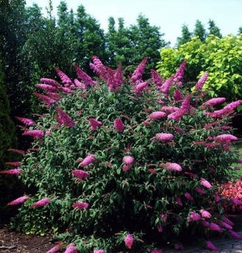 Будлея Давида фіолетова 3 річна, Будлея Давида фиолетовая, Buddleja davidii, фото 3