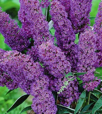 Будлея Давида фіолетова 3 річна, Будлея Давида фиолетовая, Buddleja davidii, фото 4