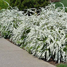 Спірея сіра Grefsheim 3 річна, Спірея сіра Грефшейм, Spiraea cinerea Grefsheim, фото 6