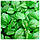 Насіння Базилік зелений 0,5 г, ТМ Урожай, фото 2