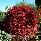 Саджанці Барбарису Тунберга Голден Рінг (Golden Ring) Р9, фото 2