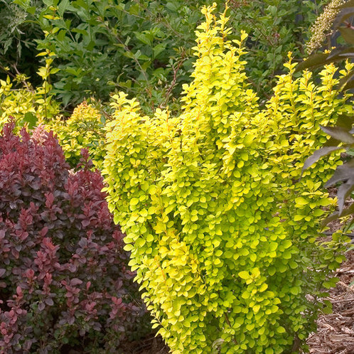 Саджанці Барбарису Тунберга Голденрод (Goldenrod) Р9