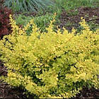 Саджанці Барбарису Тунберга Сенсейшен (Sensation) Р9, фото 2