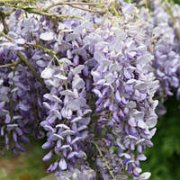 Гліцинія ряснобарвна Blue Dream