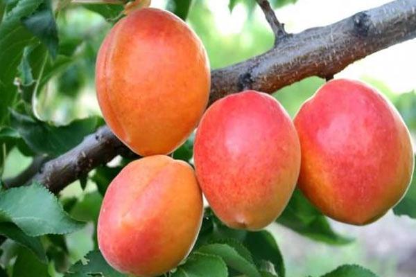 Саджанці абрикоса "АВРОРА" (раньоспілий сорт), фото 1