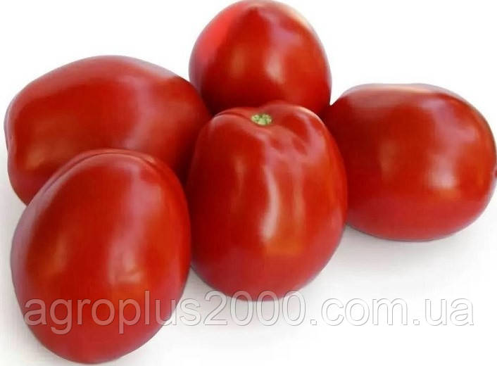 Насіння Томат детермінантний Деріка F1(KS 720 F1), 5000 насінин Kitano Seeds