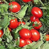 Насіння Томат детермінантний Деріка F1 (KS 720 F1),10000 насіння Kitano Seeds, фото 4