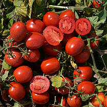 Насіння Томат детермінантний Деріка F1 (KS 720 F1),10000 насіння Kitano Seeds, фото 5