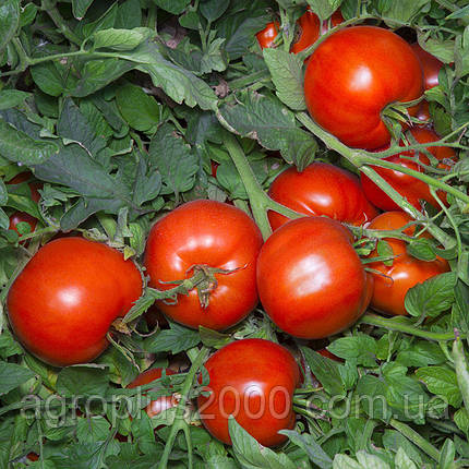 Насіння Томат детермінантний Аніта F1, 500 насіння Kitano Seeds, фото 1