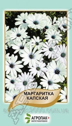 Насіння Остеоспермум (маргаритка капська) 20 насіння Legutko Агропак, фото 1