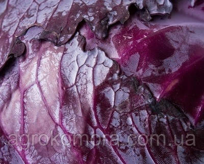 Ред дінасті F1 капуста ч/г 2500 нас Syngenta, фото 1