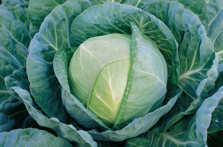 Грегоріан F1 капуста б/г середн. 2500 нас Syngenta, фото 1