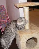 Котячі хатинки і когтеточки