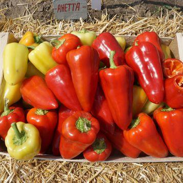 Насіння перцю солодкого Анетта F1 / Anetta (500н), фото 1