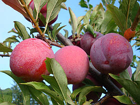 Саджанці сливи "Озарк Прем'єр"(3-річний)