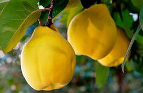 Саджанці айві Золотиста (ранній сорт)