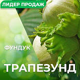 Саджанці горіха фундук сорт "Трапезанд" контейнер 2,5 л. зріст 1,1 - 1,6 м, фото 2
