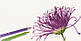 Олівець кольоровий Faber-Castell POLYCHROMOS колір ультрамарин №120 (Ultramarine), 110120, фото 7