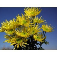 Хризантема Анесі лимонна (зкс)