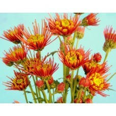 Хризантема Анессі рожева (зкс)