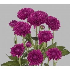Хризантема гілкова Лоліпоп бузковий Сантіні (143) (зкс), фото 1