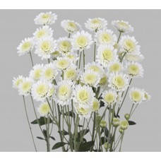 Хризантема гілкова Сталіон білий Сантіні (147) (зкс)