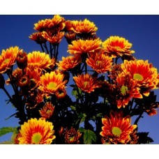 Хризантема Аріка (113) (зкс)