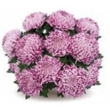 Хризантема Санта (зкс)