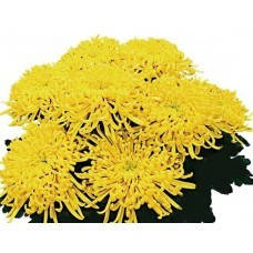 Хризантема горщикова, великоквіткова Якана (зкс)