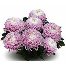 Хризантема Россе Дюне Нуїт (зкс)