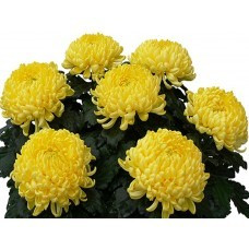 Хризантема Сафранел (зкс)