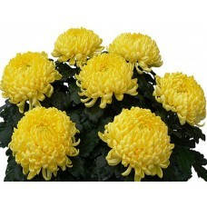 Хризантема Сафранел (зкс)