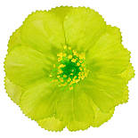 Майор маленький, 8см (Мм), фото 2