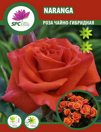 Троянди чайно-гібридна Naranga, фото 2